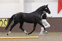 Worena (Warkant x Akzent I x Der Loewe xx)